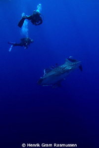 The mighty Whaleshark - watched by 2 divers as it dives i... by Henrik Gram Rasmussen 
